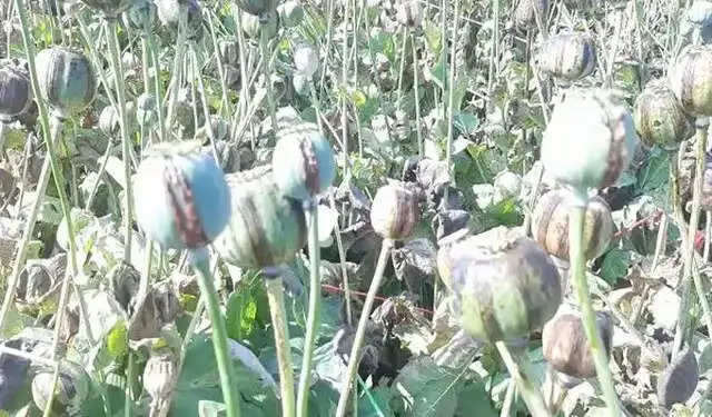 झालावाड़ में नष्ट हो रही है अफीम की फसल, किसान परेशान