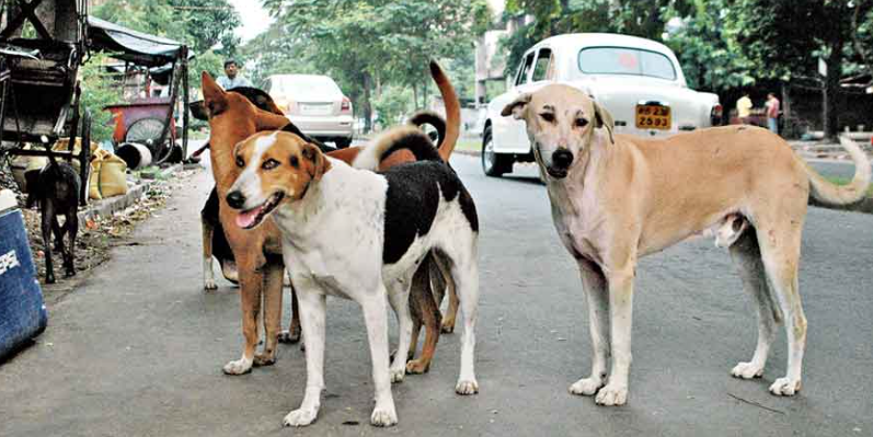 Rohtas पागल कुत्तों के झुंड ने भेड़ के दो दर्जन बच्चों को बनाया निवाला