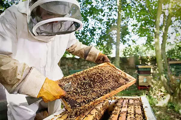 Jhansi आधा सैकड़ा किसानों ने सीखा मधुमक्खी पालन