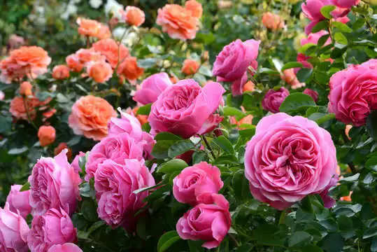 यहां मौजूद हैं एशिया का सबसे बड़ा Rose Garden, उगते हैं 1600 किस्म के गुलाब, यहां जानें डेस्टिनेशन के बारे में