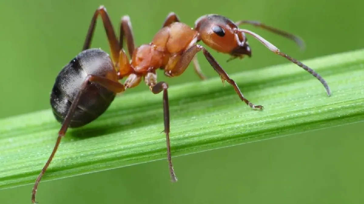 After knowing these facts related to ants, you too will be shocked to know about their tremendous powers.