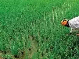 Jhunjhunu उपभोक्ता आयोग ने कहा-फसल बीमा की पूरी जानकारी किसान को लिखकर दें
