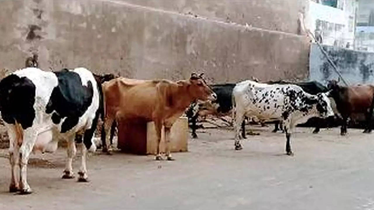 Jaipur अधिकारियों की शह पर बीच सड़क पर चल रही अवैध पशु डेयरी, लोग परेशान