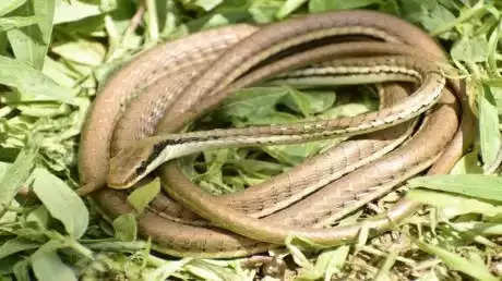 राजस्थान में पहली बार मिली ईस्टर्न ब्रॉन्जबैक सांप की यह प्रजाति, जानें इसके बारे में
