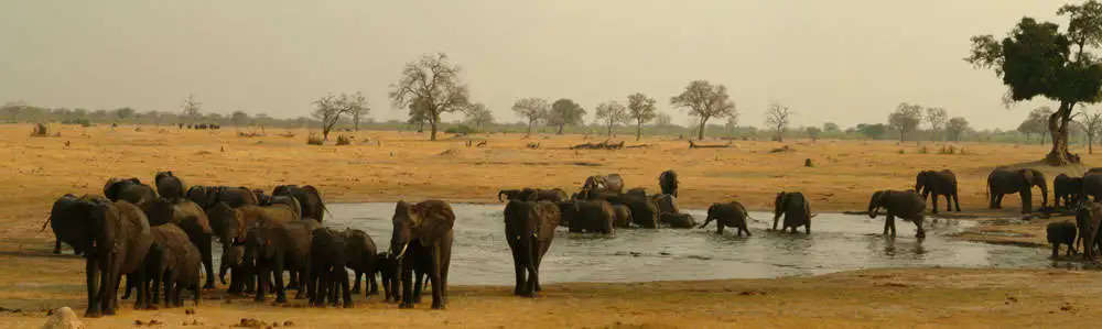 100 elephants die due to drought in Zimbabwe