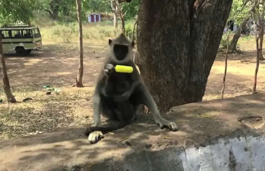 इस भीषण गर्मी में बंदर ने निकाला ठंडक पाने का तरीका, रोज खा रहा कुल्फी