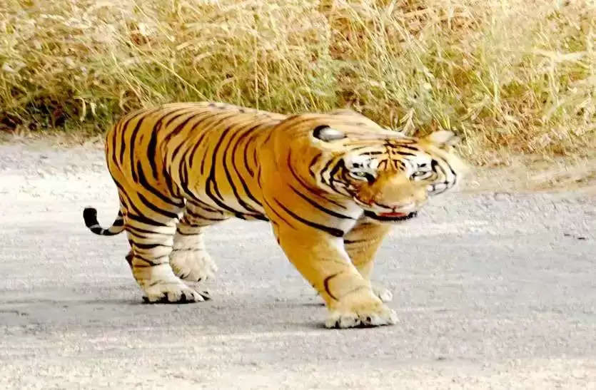 Alwar बाघ के दांत साफ करने वाला रूफस ट्रीपी सरिस्का में हो गया मशहूर