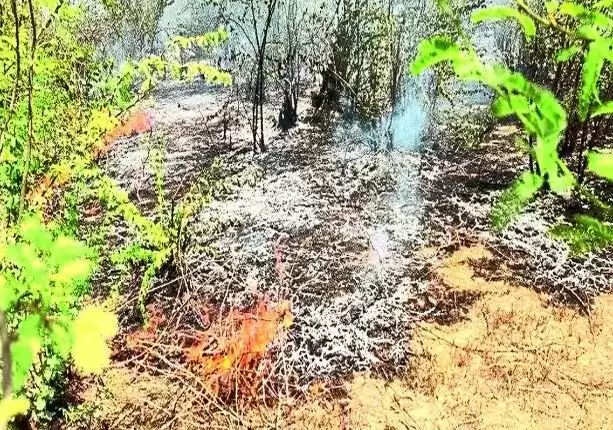 अलवर में हुआ बड़ा हादसा, रजवट के जंगल में लगी आग